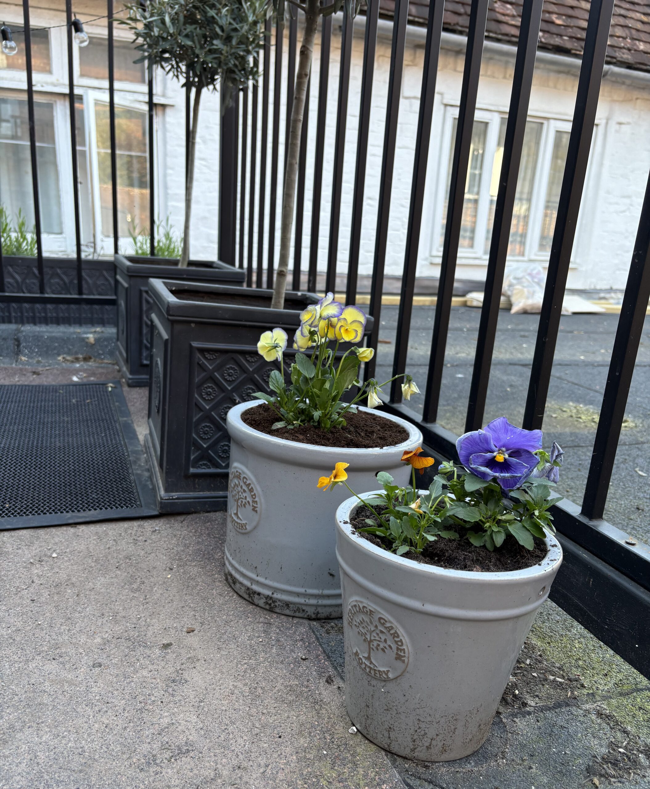 pansies in pots in my roof garden
