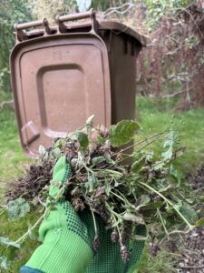 Weeding, wearing protective gloves using a garden waste bin