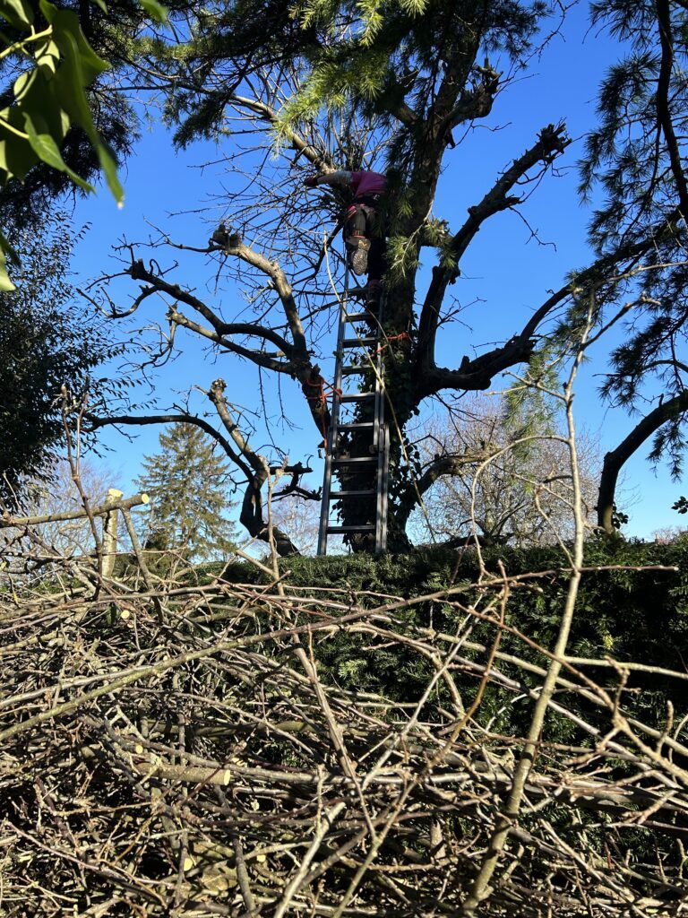 Pruning an apple tree