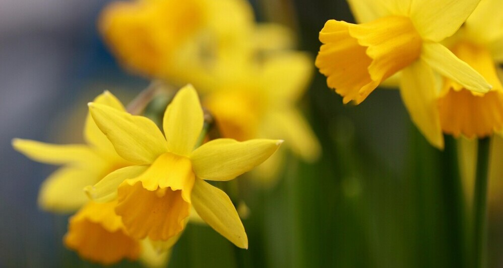 Daffodil