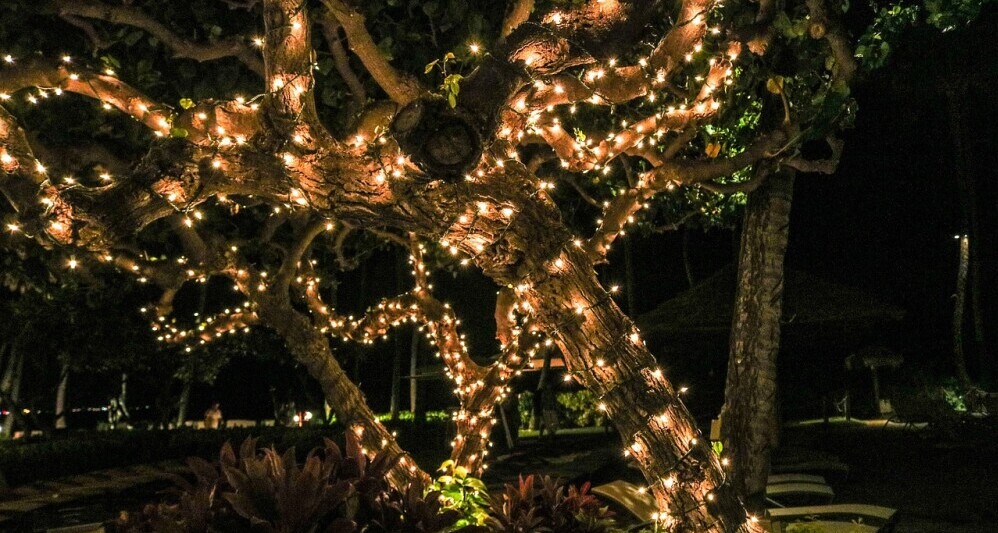 fairy lights in tree