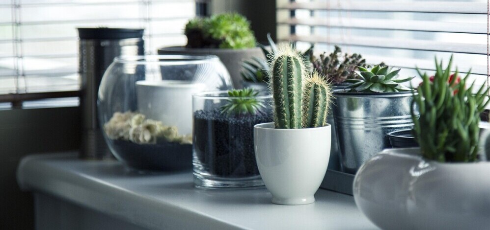 Indoor Plant collection