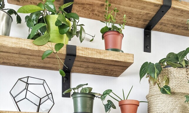 indoor plants on shelves