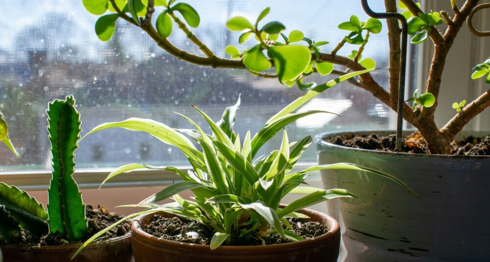 Indoor plants on windowsill