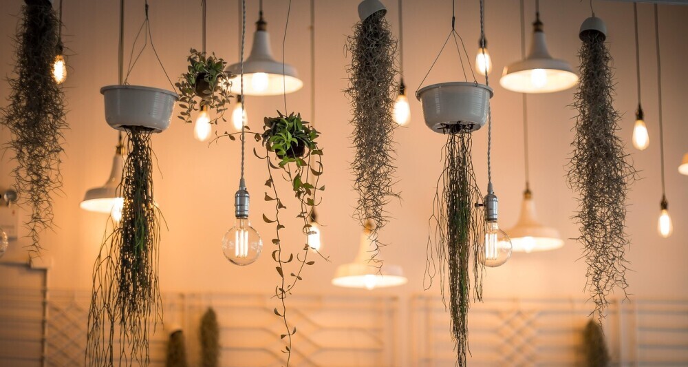 Lighting and plants