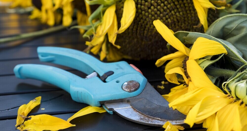 secateurs
