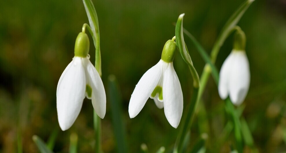 snowdrops