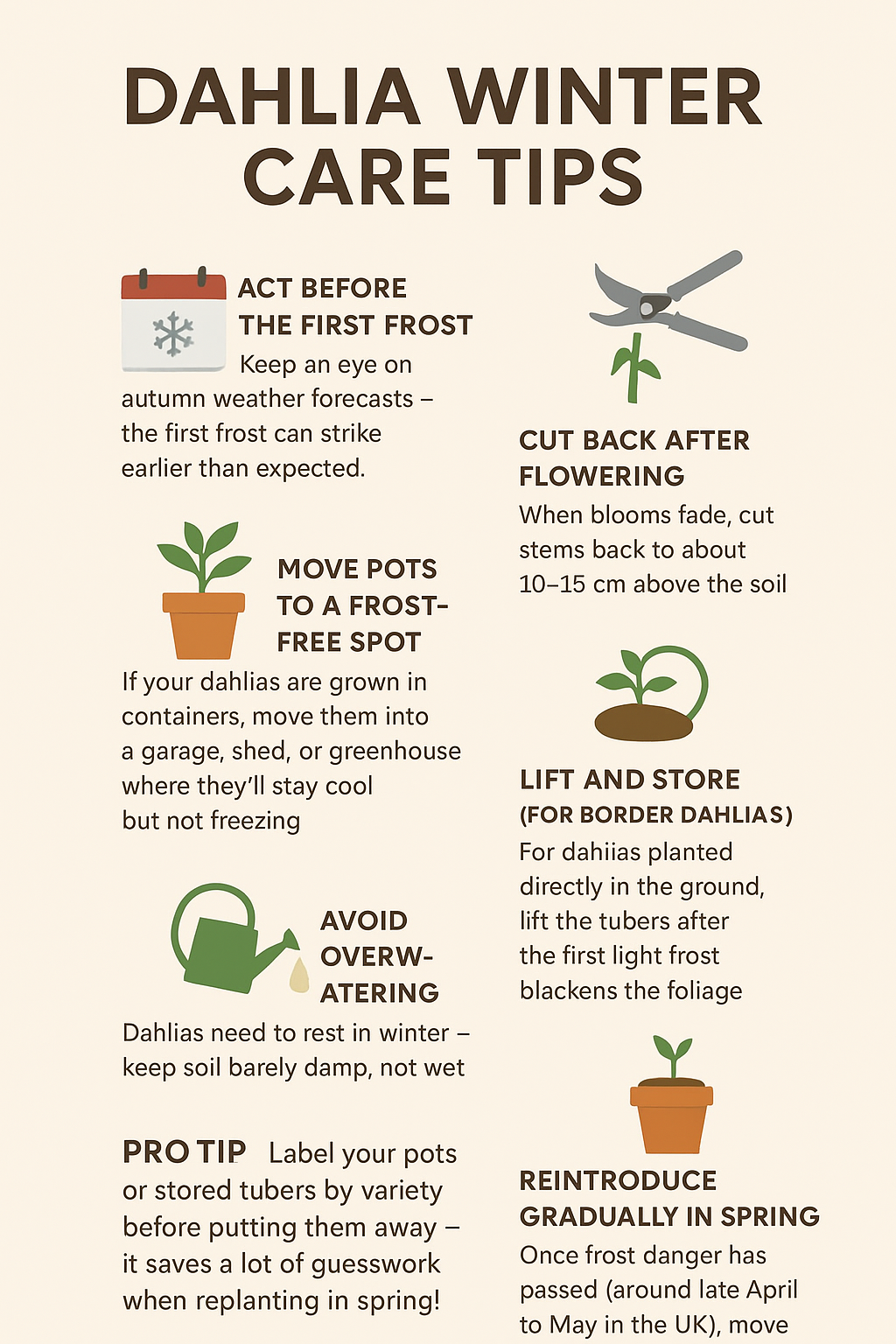 dahlia winter care guide