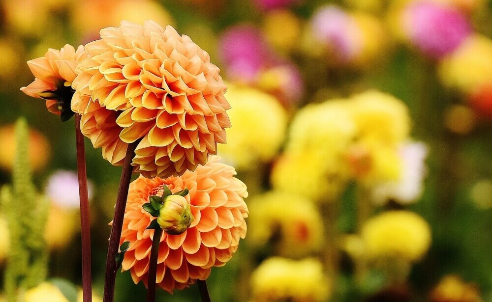dahlia in full bloom