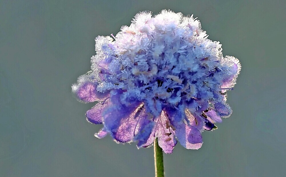 frost on a flower