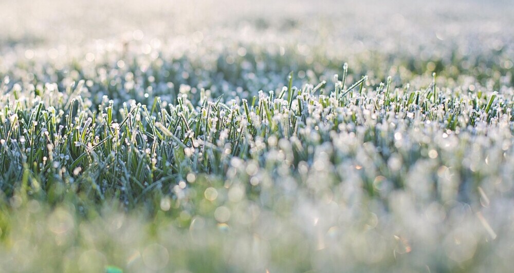frost on a lawn